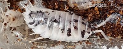 Porcellio laevis