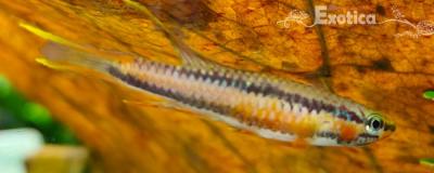 Aphyosemion Volcanum kompina