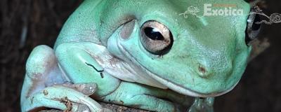 Litoria caerulea