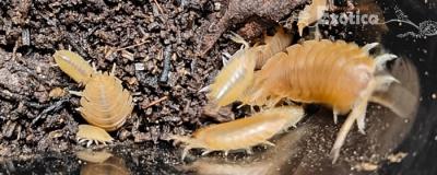 Porcellio laevis
