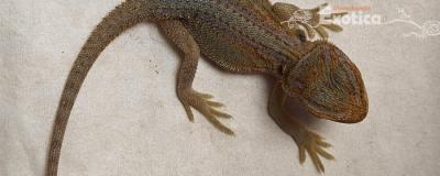 pogona viticeps