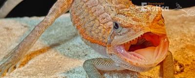 pogona viticeps