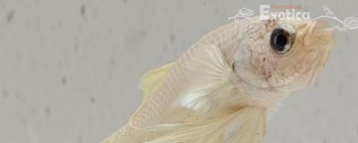 betta splendens man