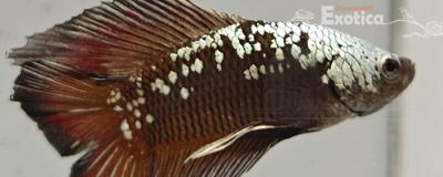betta splendens man