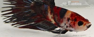 betta splendens man