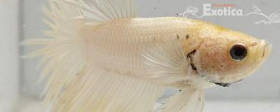 betta splendens man