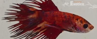 betta splendens man