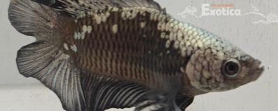 betta splendens man