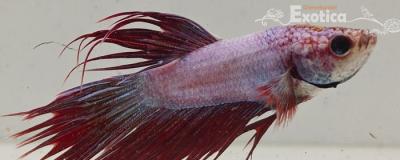 betta splendens man