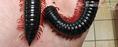 Goliath Red Leg Millipedes