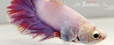 betta splendens man