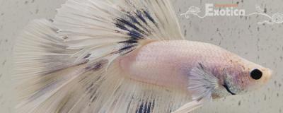 betta splendens man