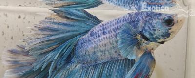 betta splendens man