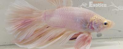 betta splendens man