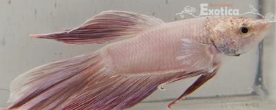 betta splendens man