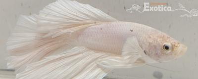 betta splendens man