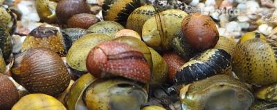 clithon species fancy mix