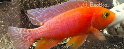 aulonocara fire fish