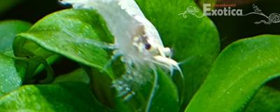 Neocaridina palmata 