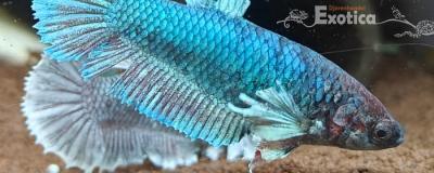 betta splendens (vrouw) dumbo ear