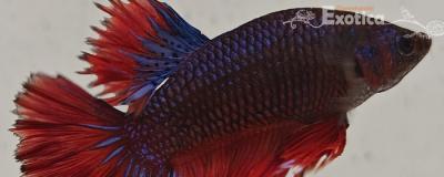 betta splendens man