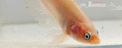 betta splendens man