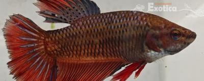 betta splendens man