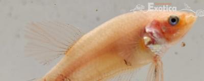 betta splendens man
