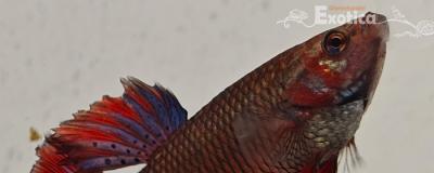 betta splendens man