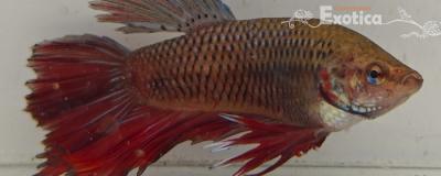 betta splendens man