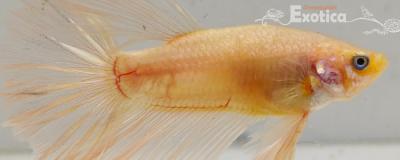 betta splendens man