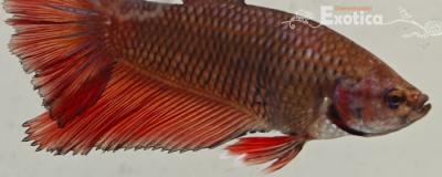betta splendens man