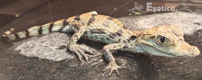 Caiman crocodilus
