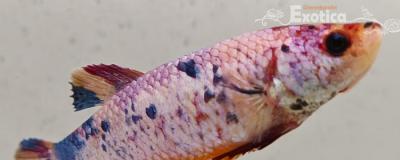 betta splendens (vrouw) giant