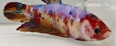 betta splendens (vrouw) giant
