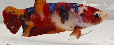betta splendens (vrouw) giant