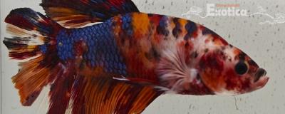 betta splendens man