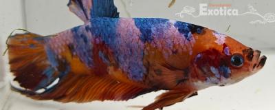 betta splendens man