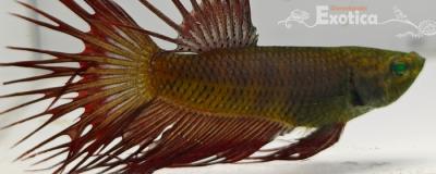 betta splendens man