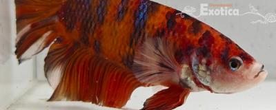 betta splendens man