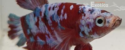betta splendens man