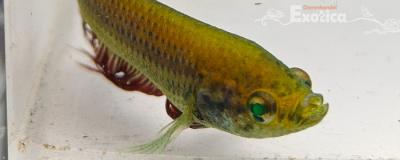 betta splendens man