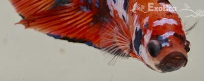 betta splendens man