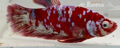 betta splendens man