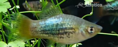 Xiphophorus variatus (tuxedo blauw roodstaart )