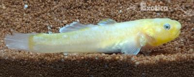 Chlamydogobius eremius