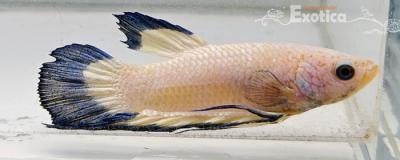 betta splendens man