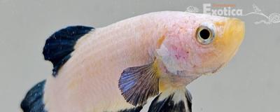 betta splendens man