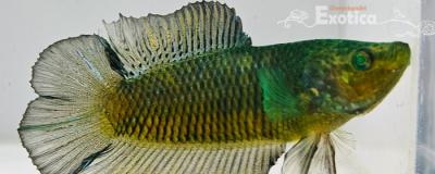 betta splendens man