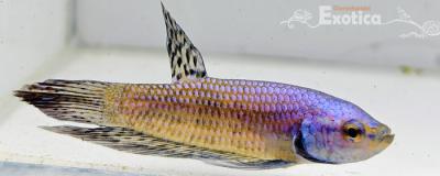 betta splendens man